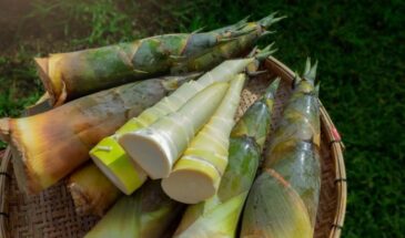 Бамбук — не только для панд: учёные назвали его скрытым суперфудом для сахара, кишечника и иммунитета