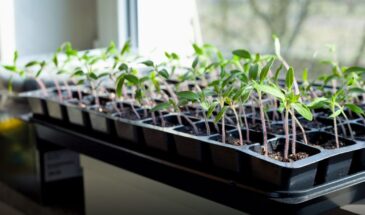 Когда сеять овощи на рассаду в 2026 году: точные сроки по месяцам, чтобы не вырастить «спички» вместо урожая