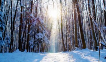 24 января нельзя стричься и давать в долг — что еще запрещено в Федосеев день по народным приметам