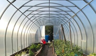 Соседи рвут огурцы вёдрами, а вы — нет: старинный секрет урожая, который не требует дорогих семян и химии