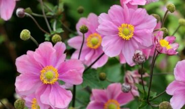 Почему анемоны называют цветами ветра — красивая тайна, о которой знали ещё древние греки