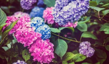 Гортензия в тени леса? Легко! Три сорта, которые расцветут даже без солнца