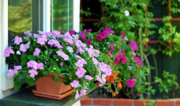 Посадил один раз — цветёт до зимы: бальзамин, который не требует ухода и радует глаз всё лето