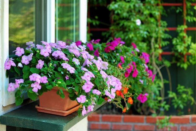 Посадил один раз — цветёт до зимы: бальзамин, который не требует ухода и радует глаз всё лето