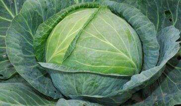 Рассада капусты без хлопот: 7 простых секретов, которые дают крепкие всходы и богатый урожай