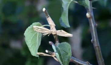 Прививка яблонь весной: как за один день омолодить сад и получить 5 сортов на одном дереве