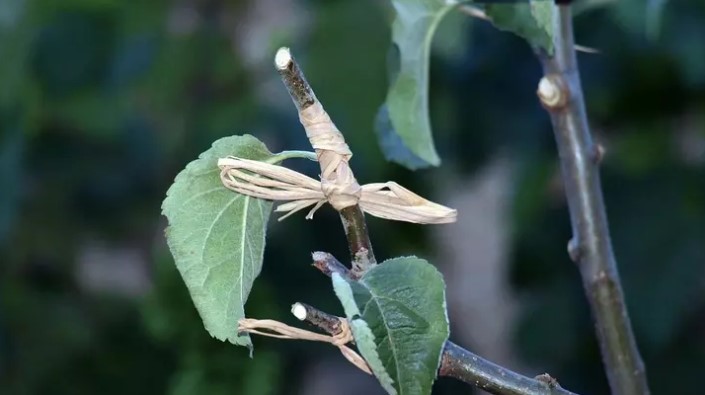 Прививка яблонь весной: как за один день омолодить сад и получить 5 сортов на одном дереве