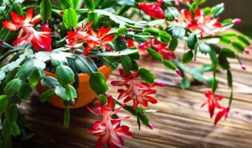 Что делать с декабристом после цветения: 3 простых шага, чтобы он зацвёл ещё пышнее в следующем году