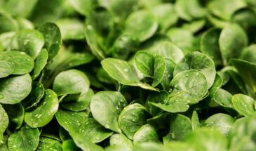 Шпинат на подоконнике вместо дачи! Как вырастить свежую зелень в квартире — даже зимой