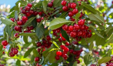 Вишня не плодоносит? Вот почему она «молчит» — и как заставить её дать урожай уже в этом году