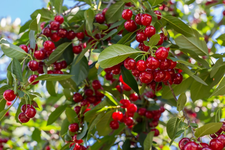 Вишня не плодоносит? Вот почему она «молчит» — и как заставить её дать урожай уже в этом году