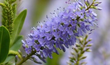 Эти 5 растений на подоконнике избавят от стресса лучше таблеток