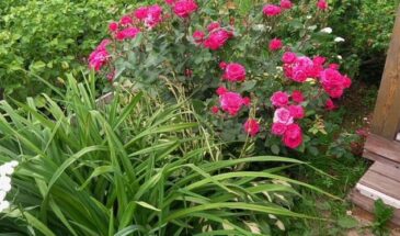 Идеальный выбор для ленивых садоводов: роскошный розарий без лишних забот!