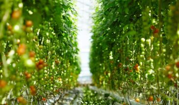 Посадите один цветок к помидорам — и медведка с нематодой убегут сами! Ненавидят его аромат