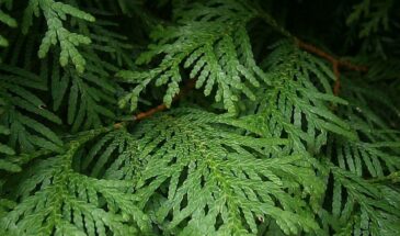 Ращу живую изгородь из туй — почему она растрёпанная и редкая? Сколько раз в год стричь, чтобы стала густой стеной