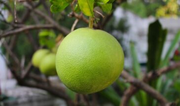 Открыла для себя помело — и забыла про апельсины! Оказался вкуснее, полезнее и идеален для зимы