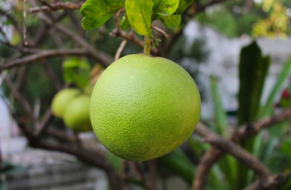 Открыла для себя помело — и забыла про апельсины! Оказался вкуснее, полезнее и идеален для зимы