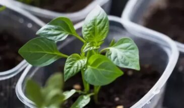 Не рассада, а дубки: 1 ложка на литр — перцы и томаты растут мясистыми, сочными и не вытягиваются