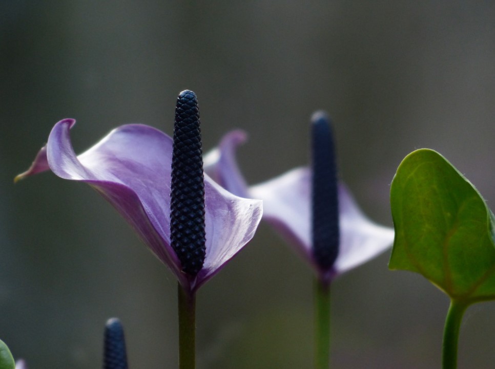 Спатифиллум чахнет? Реанимация без химии — зацветёт даже зимой, если сделать вот это