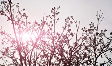 Весна ворвётся без предупреждения: Вильфанд предупредил о резком потеплении и опасных погодных сюрпризах