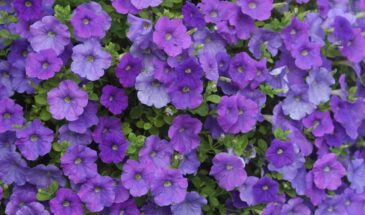 Пора сеять петунии! Как вырастить крепкую рассаду в феврале — и цвести уже в апреле