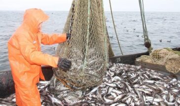 Путин поручил накормить граждан российской рыбой. Правительство предложило китайскую