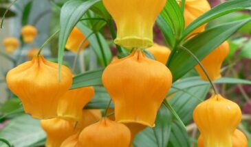 Золотой ландыш у вас дома: как вырастить редкую лиану с оранжевыми фонариками — и не погубить её