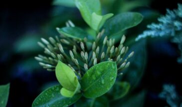 Когда сеять цветы на рассаду: шпаргалка, чтобы не пропустить срок и цвести с мая!