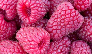 Малина больше не бегает по участку! Секрет посадки, после которой кусты сидят тихо, а ягоды растут как на дрожжах