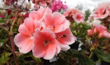 Как вырастить пеларгонию из семян в домашних условиях: сроки посева, подготовка и борьба с черной ножкой