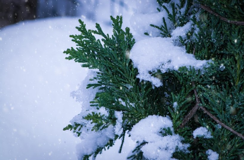 Снег на даче — не помеха, а клад: 3 хитрости, как превратить его в бесплатный ресурс для урожая
