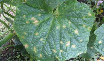 Мучнистая роса на огурцах — не приговор: как избавиться за 1 день с помощью соды и кефира