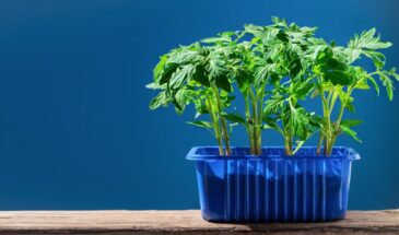 Ваша рассада чахнет на подоконнике? Скорее всего, вы совершаете одну из этих четырёх ошибок