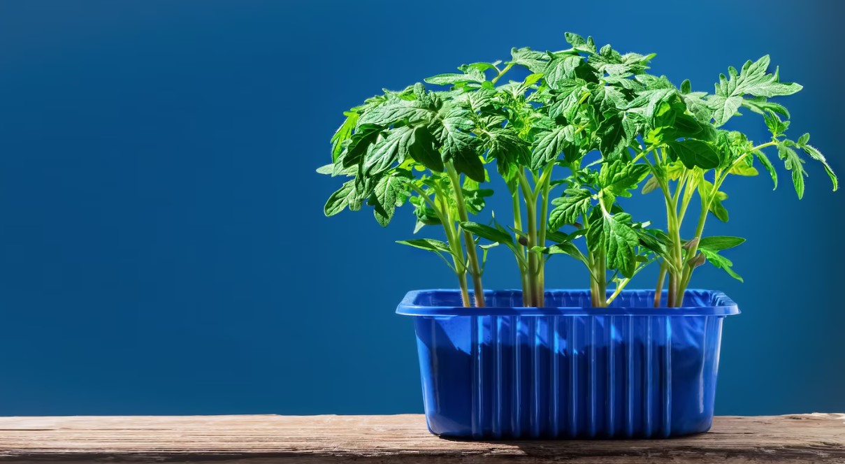 Ваша рассада чахнет на подоконнике? Скорее всего, вы совершаете одну из этих четырёх ошибок