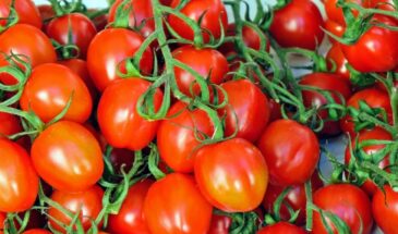 «Санька» и «Белый налив»: томаты плодоносят как после пасынкования — но без единого щипка: секрет ленивых грядок