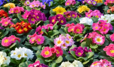 Какой однолетний почвопокровник выбрать? Эти скромные цветы создадут идеальный ковёр между розами без борьбы за место под солнцем