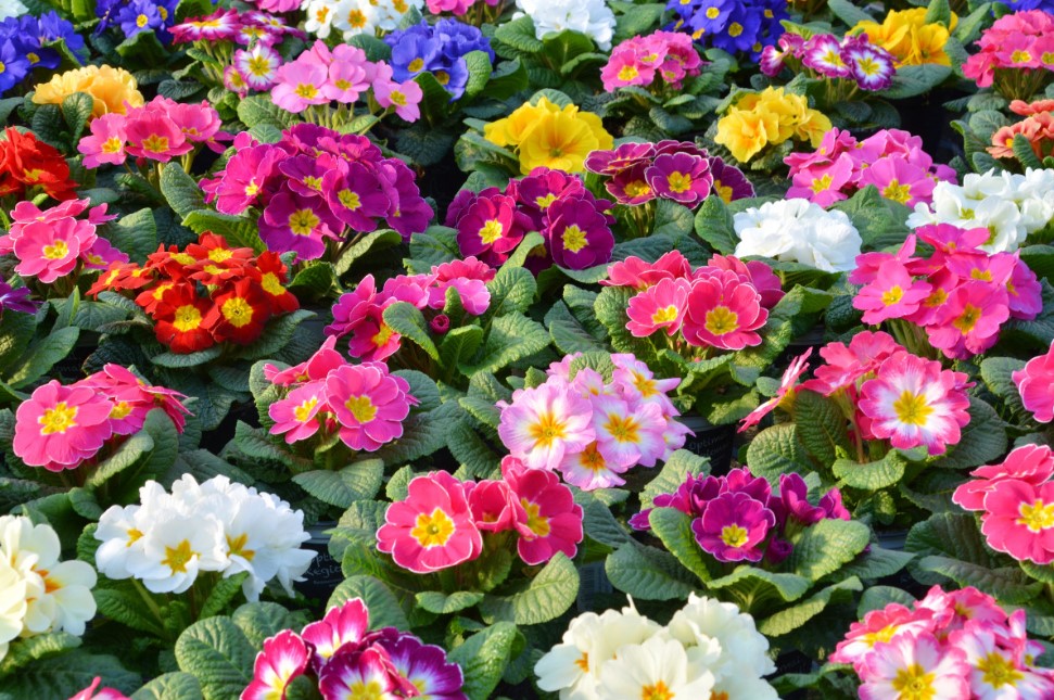 Какой однолетний почвопокровник выбрать? Эти скромные цветы создадут идеальный ковёр между розами без борьбы за место под солнцем