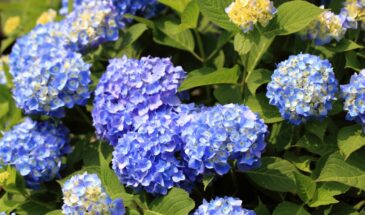 Как бесплатно размножить сад за 10 минут: секреты черенкования, которые работают лучше магии