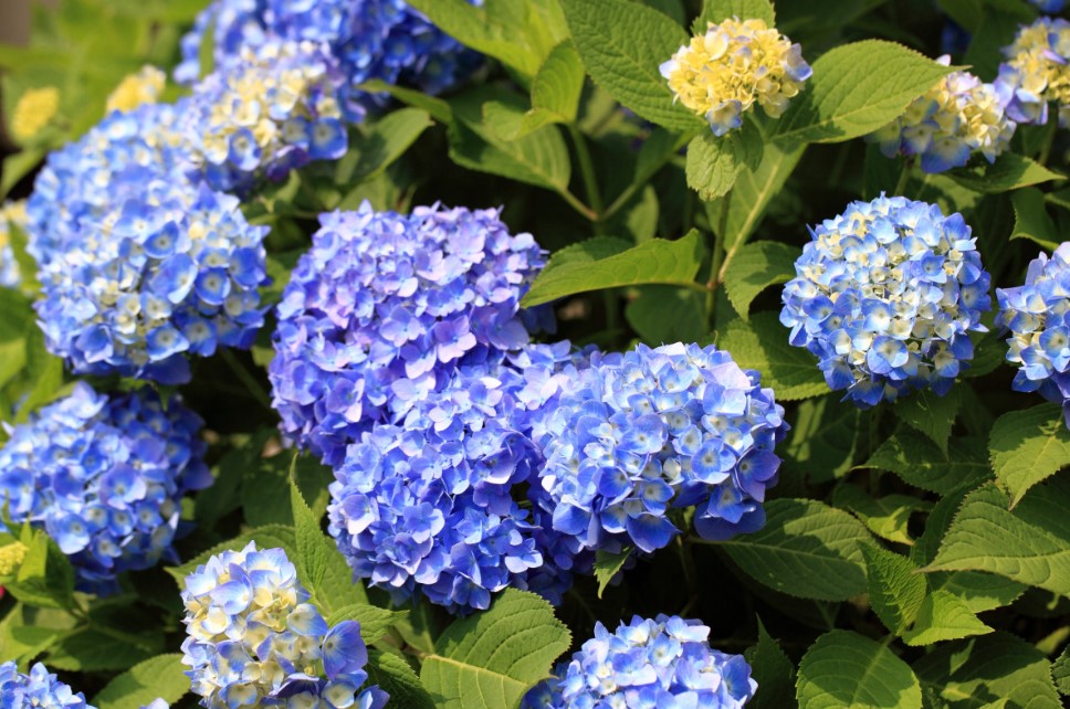 Как бесплатно размножить сад за 10 минут: секреты черенкования, которые работают лучше магии