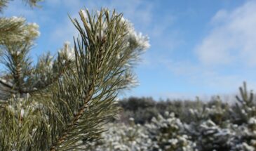 Февраль 2026 года подарит россиянам почти 10 дней праздника подряд — и всего 4 рабочих дня в неделю