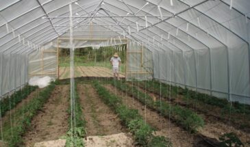 Не сажайте всё подряд: какие овощи в теплице дружат, а какие губят урожай