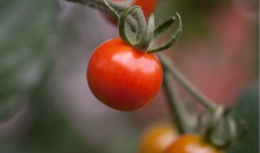Худшие сорта томатов 2025 — 4 разочарования, на которые не стоит тратить место на грядке