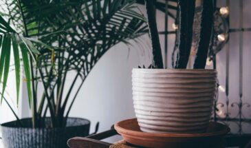 Минералка для цветов — простая подкормка, о которой мало кто знает, но которая реально работает