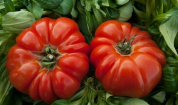 8 простых правил для томатов — чтобы росли крепко, цвели обильно и краснели быстрее всех