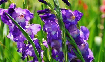 Гладиолусы на подоконнике и в саду — 5 простых правил, чтобы цвели долго, ярко и без хлопот