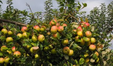 Когда поливать плодовые деревья нельзя — 5 моментов, после которых урожай пропадает без болезней