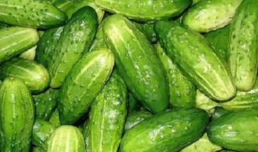 Огурцы, которые солили при Екатерине II: лучший сорт для засолки — хрустящие, сладкие и проверенные веками