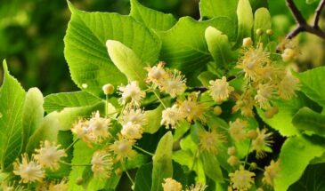 Липа лечит не только простуду: как один стакан чая снимает спазмы, ПМС, панику и даже боль в желудке