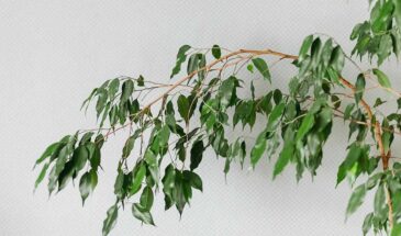 Фикус Бенджамина оживает за 10 дней: одна ложка настойки под корень — и листья больше не сыплются