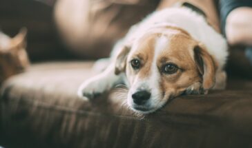 Почему собака поворачивается к вам задом — и что это на самом деле значит